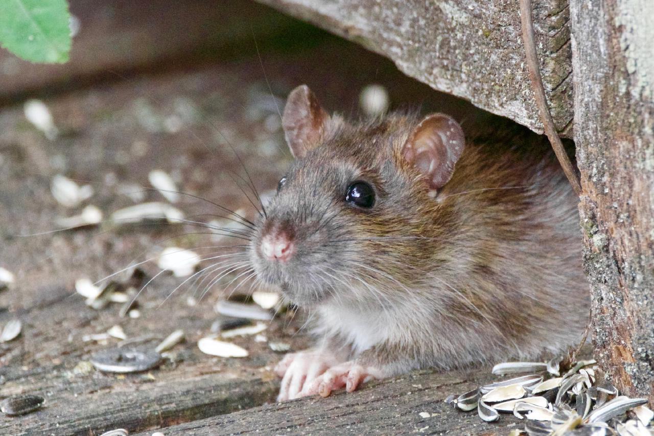 Announcing Packrat